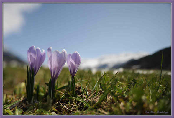 A0359.Krokus.Klosters.CH