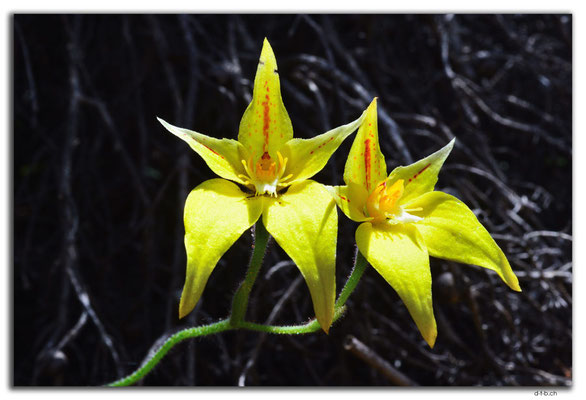 AU0623.Cowslip Orchid
