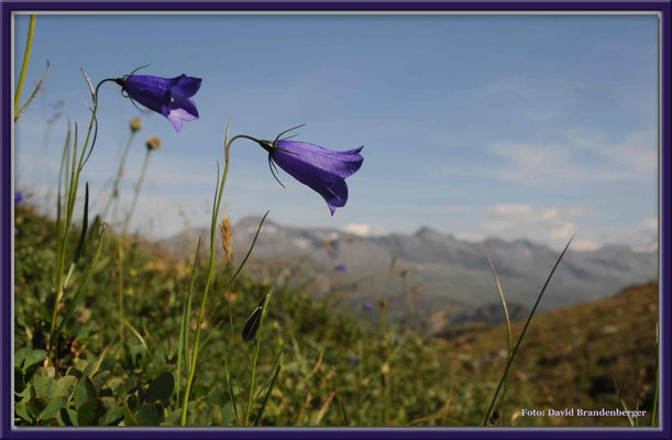 A0284.Glockenblumen,Davos.CH