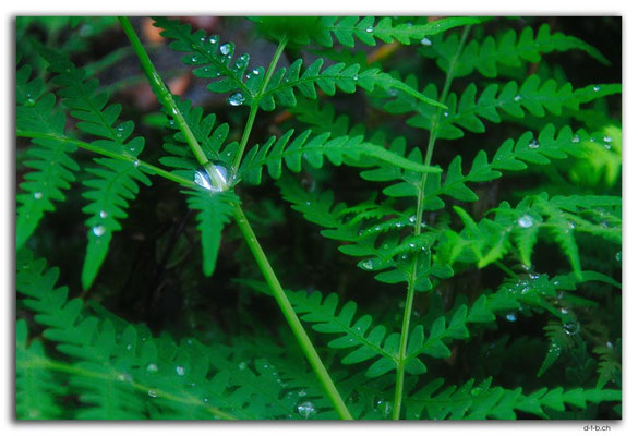 NZ0669.Nelson Lakes N.P.Raindrops on Fern