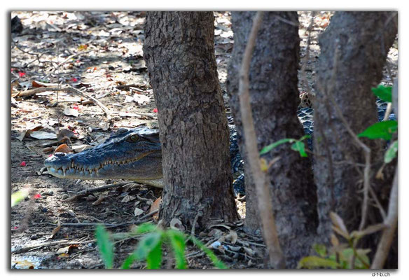 AU0018.Corroboree Billabong.Crocodile