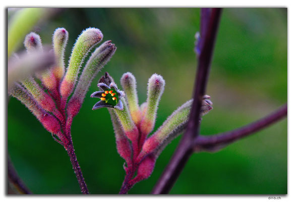AU0785.Walpole.Kangaroo Paw