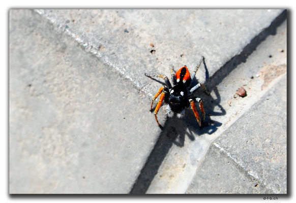 KG0178.Bishkek.Ala-Too-Platz.Spinne
