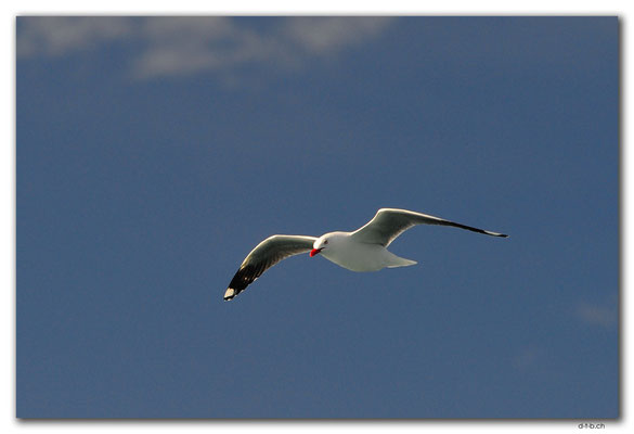 NZ0153.Bay of Islands.Sea gull