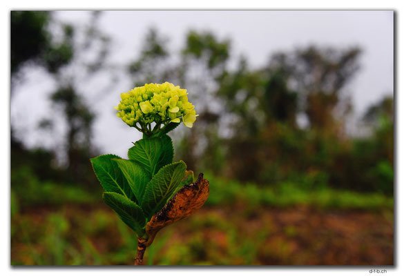 VN0178.Bach Ma N.P.Blume