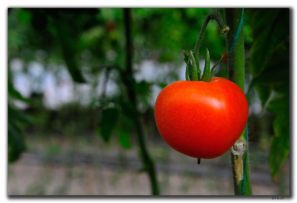 TR0233.Tomatenplantage