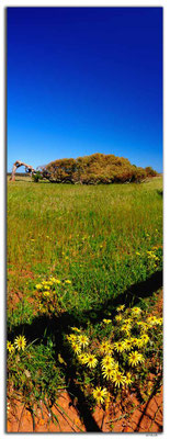AU0511.Greenough.Leaning Tree