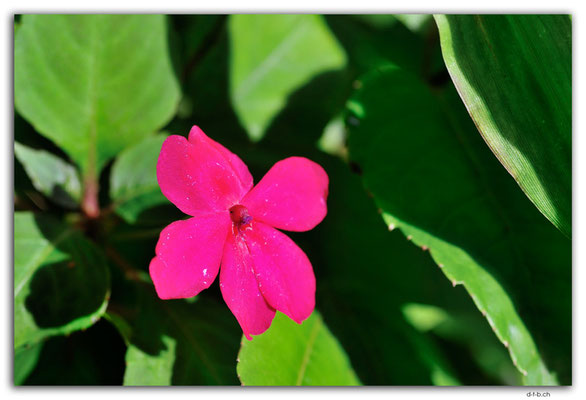 VT0122.Efate.Erakor.Flower