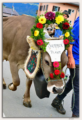 CH1172.Alpspektakel Seewis.Rindercontest