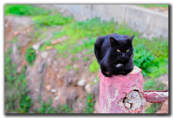 TR0089.Philadelphia.Katze