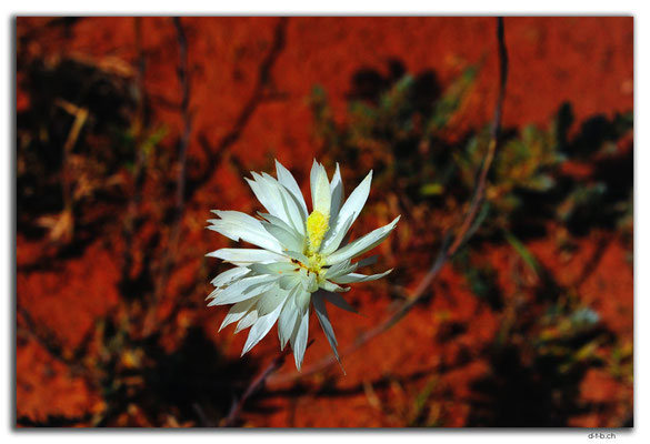 AU0389.Blume
