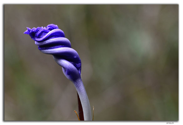 AU0775.Deep River.Blume