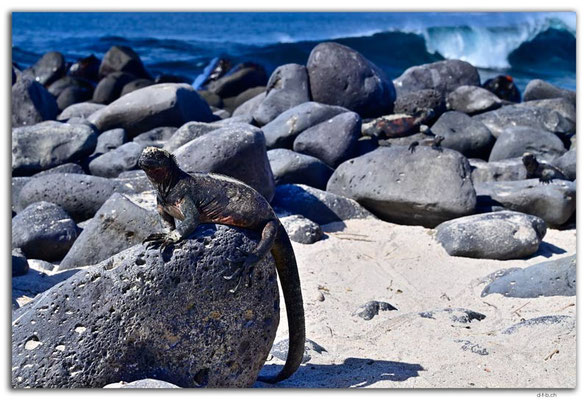 EQ0073.Española Island.Punta Suarez.Marine Iguana