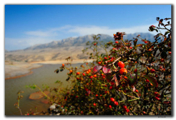 IR0305.Badab Soort