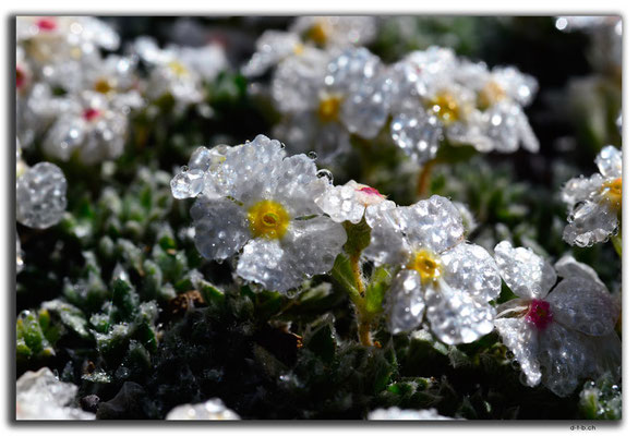 CN0014.Sayram See.Blume