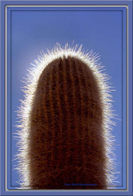 97.Salar de Uyuni,Isla Incahuasi,Bolivien