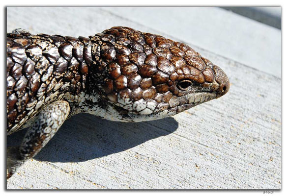 AU0565.Green Head.Bobtail Skink or Blue Tongue Lizard
