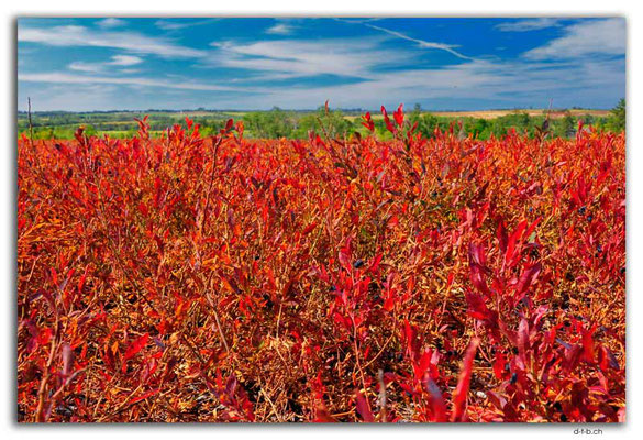 CA1222.Blueberry Field