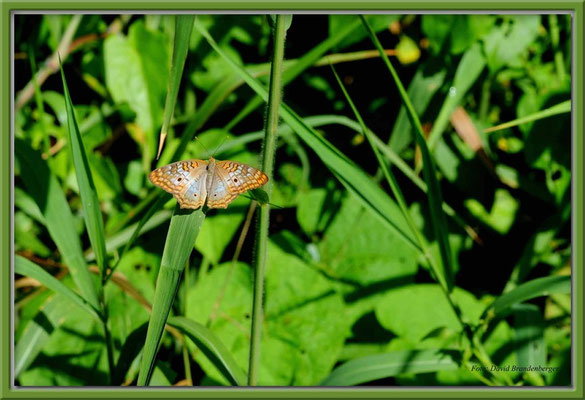 JM064.RPR Schmetterling