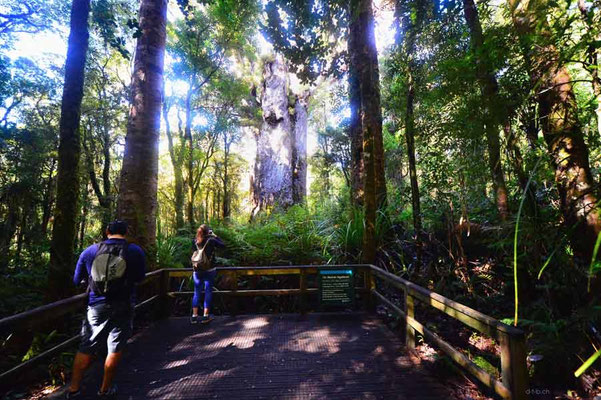 Neuseeland.Te-Matua-Ngahere.Kauri