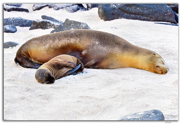 EQ0104.Española Island.Punta Suarez.Sea Lion