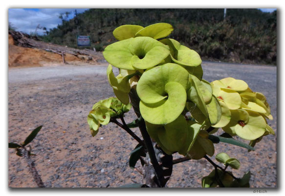 VN0299.Kaktusblüte
