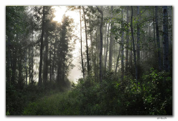 CA0587.Pembina River.Morning Fog