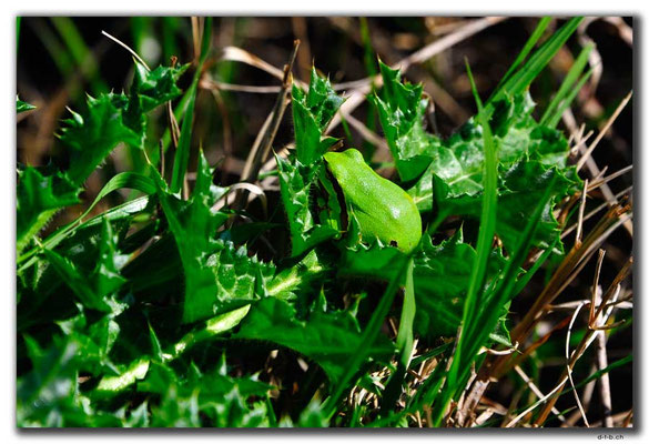 TR0275.Limyra.Frosch