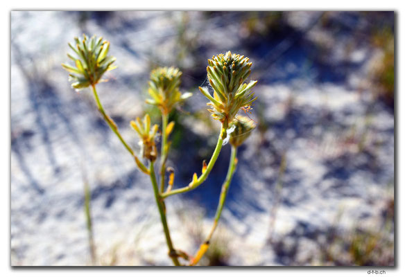 AU0555.Lake Indoon.Blume