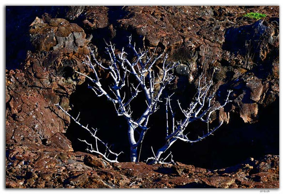 EQ0236.Genovesa Island.Palo Santo tree