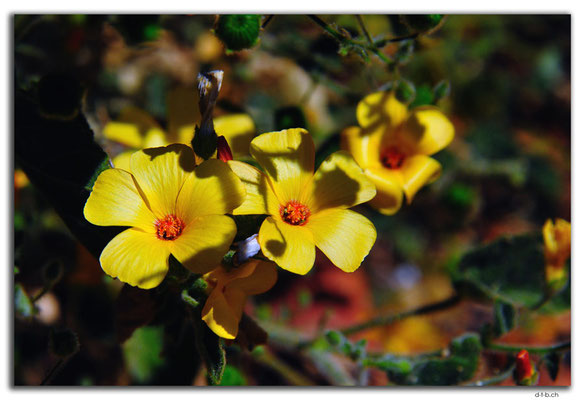 AU0350.Blume