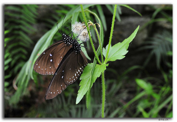 HK0166.Butterflies