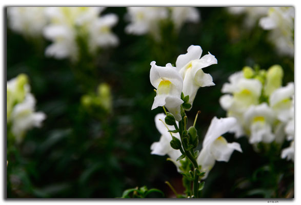 MO0033.Taipa.Orchidee