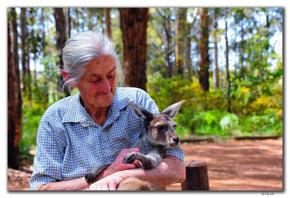 AU0754.Diamond Tree.Kangaroo-Lady of Manjimup