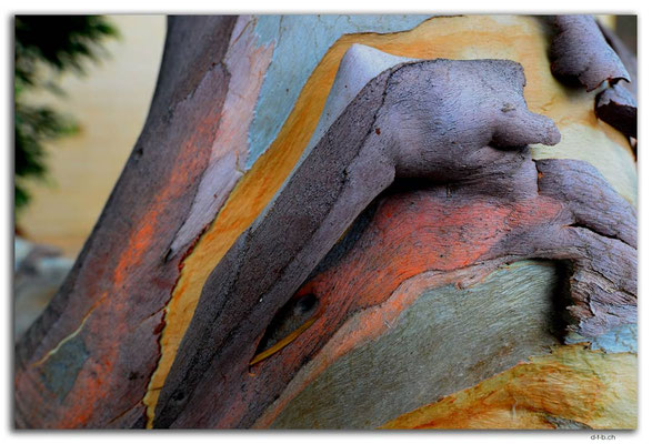 AU1099.Adelaide.Colourfull Gumtree