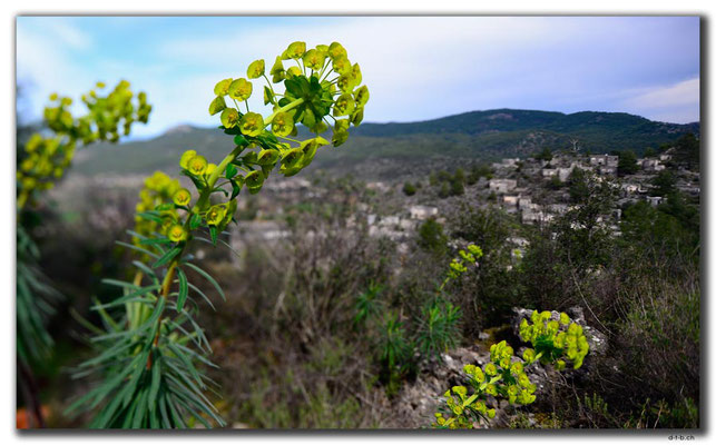 TR0201.Kayaköy.Blumen