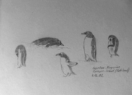 011.Skizze, Gentoo-Pinguine, Carcass-Island /Falkland Islands - Las Malvinas