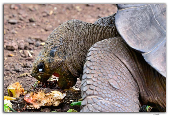 EQ0041.San Cristobal.Galapaguera de Cerro Colorado