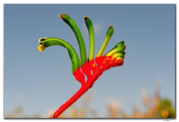 AU0616.Kangaroo Paw