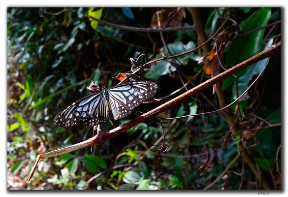 HK0079.Common Mime Schmetterling