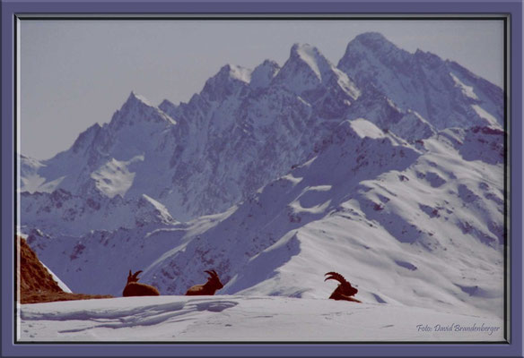 A0112.Steinböcke,Klosters,CH