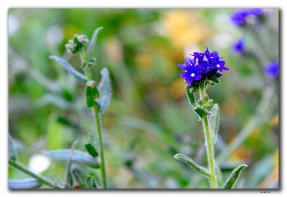 PL229.Blume