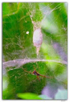 VT.0010.Port Vila.Spider