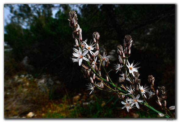 TR0206.Kayaköy.Blume