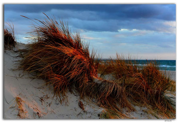 AU1102.Adelaide.Beach.Dünen