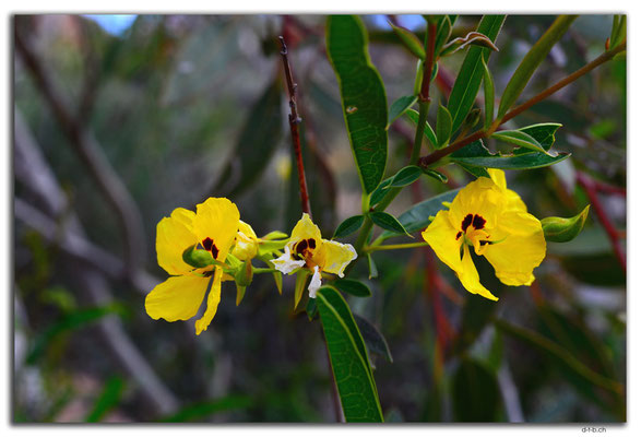 AU0438.Kalbarri N.P.Blume