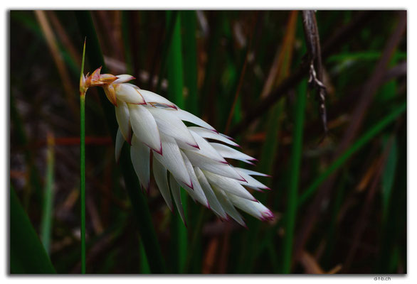 AU077.Deep River.Blume