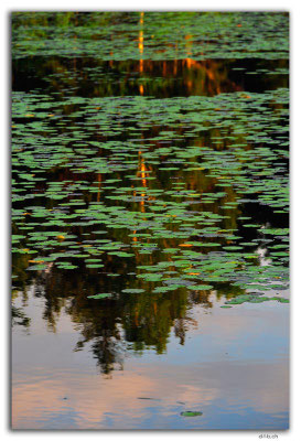 CA1096.Ignace.Lily Pond