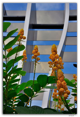 SIN0002.Sky Gardens at Capita Spring.Flowers