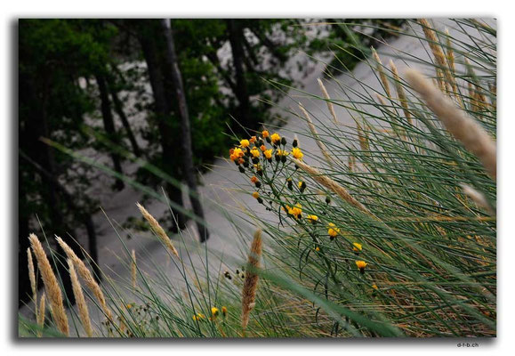 PL304.Leba.Blume